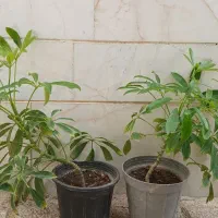 دو عدد گل شفلرا