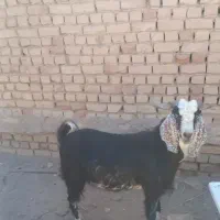 بزغاله