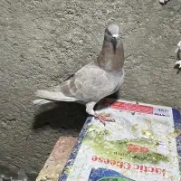 کبوتر جفت لاهی و سینه ای با سه تا جوجه