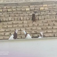 طوق سرخ