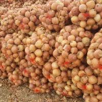 پیاز زرد فلات