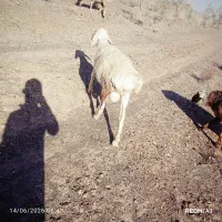 انواع گوسفند برای محرم