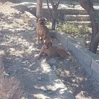 پیت بول