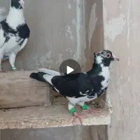 نرماده پلنگ کرمونی
