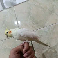عروس لوتینو