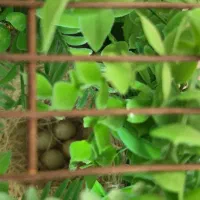 یه جفت سهره با تخم
