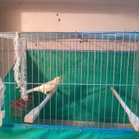 قناری|پرنده|همدان, |دیوار