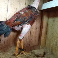 خروس ۸ ماهه تاج مهر مرغ ۹ ماهه افغان سفید