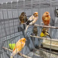 قناری نروماده . بخون ، ریز خون.