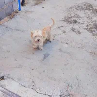 سگ بازی گوش