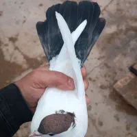 خال دم دو رنگ عتیقه