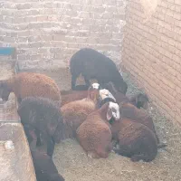 بره ماده