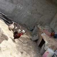 مرغ خروس غاز