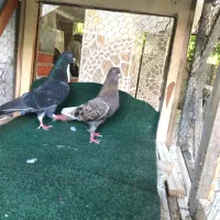 کبوتر اصیل
