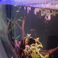 دو عدد اکواریوم