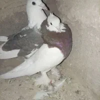 کفتر|پرنده|زیرکوه, |دیوار