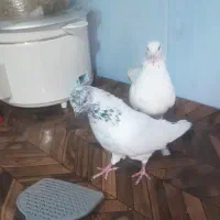 کبوتر تهرانی