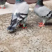 کبوتر جوجه کشی و هوایی