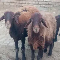 دو عدد میش دوقلو و یک میش بره و یک بز با بزغاله