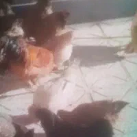مرغ محلی تخم گذار