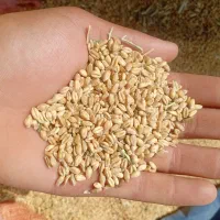 گندم بزری کیلویی 50