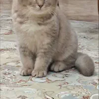 گربه|گربه|قم, حمام تالار|دیوار