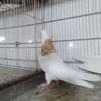دو جفت کفتر طوقی ،ساده