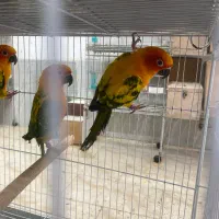 خورشیدی جوانه