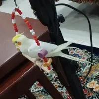 سه عدد عروس هلندی معاوضه با گرینچیک