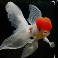 آکواریوم برکه