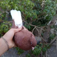 تعدادی کبوتر