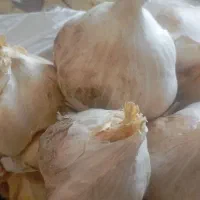 سیر|خوردنی و آشامیدنی|کدکن, |دیوار