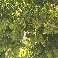 باغ-درمجاورت-تالاب-بین-المللی-گندمان