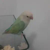 طوطی برزیلی،،
