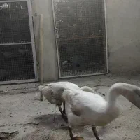 غاز قو