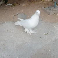 سفید نر