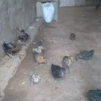 جوجه
