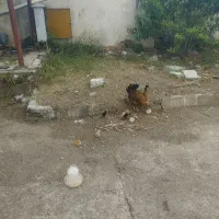 مرغ باجوجه