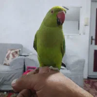 طوطی ملنگو سخن گو پر جنب وجوش