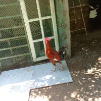 فروش.مرغ و خروس