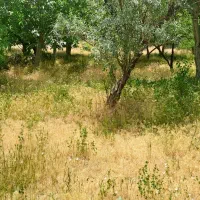اسکو-باغ-براصلی-جاده-کندوان-365متری
