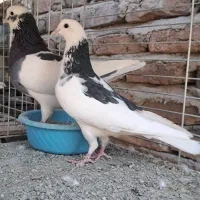 کبوتر پرشی