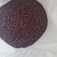 لوبیا قرمز دست چین.