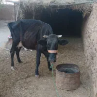 گاو تر  ماده شیر ده تمیز فروش فوری