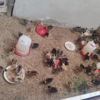 جوجه ۳۰ روزه نژاد گردن لخت و تخم مرغ