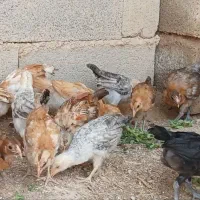 جوجه مرغ محلی ۶۰ روزه