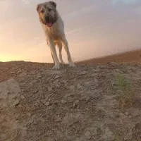 ی جفت نر ۱۰ ماهه