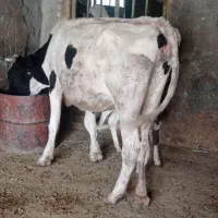ماده گاو و گوساله ماده سیمینتال