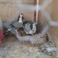 کبوتر بدرنگ گلین ،خرقه