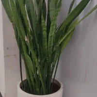 گل طبیعی
